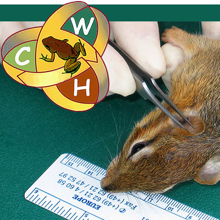 Assessing health of squirrel 