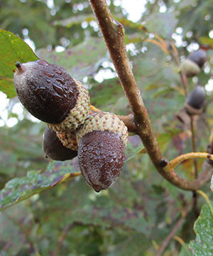 acorns in a tree 