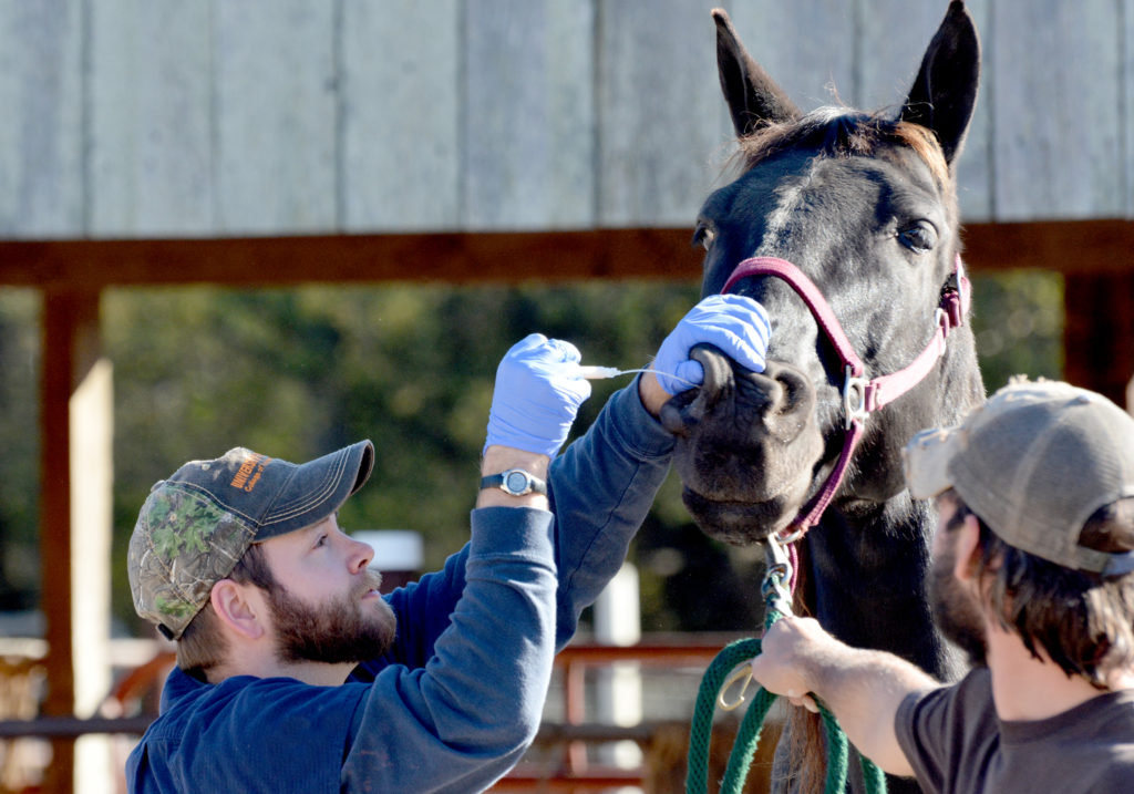 Horse receiving treatment