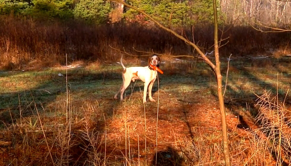 Bird dog participating in the National Bird Dog Trials at Ames