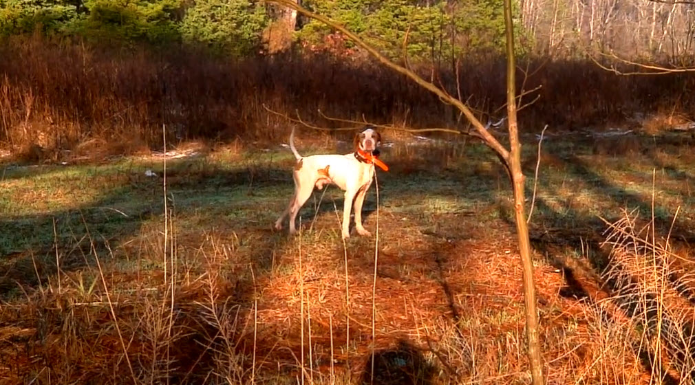 Bird dog participating in the National Bird Dog Trials at Ames
